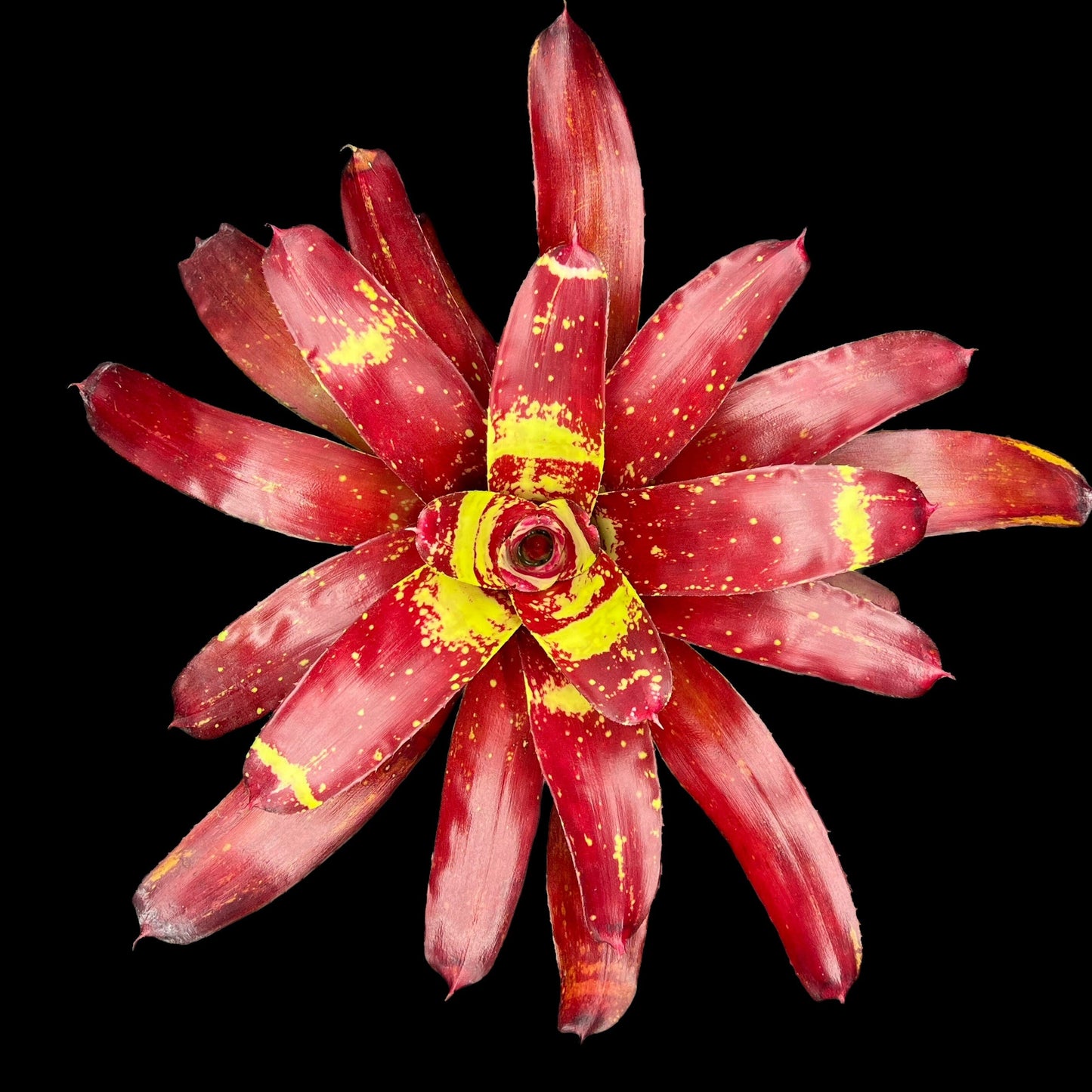 Neoregelia Gazpacho