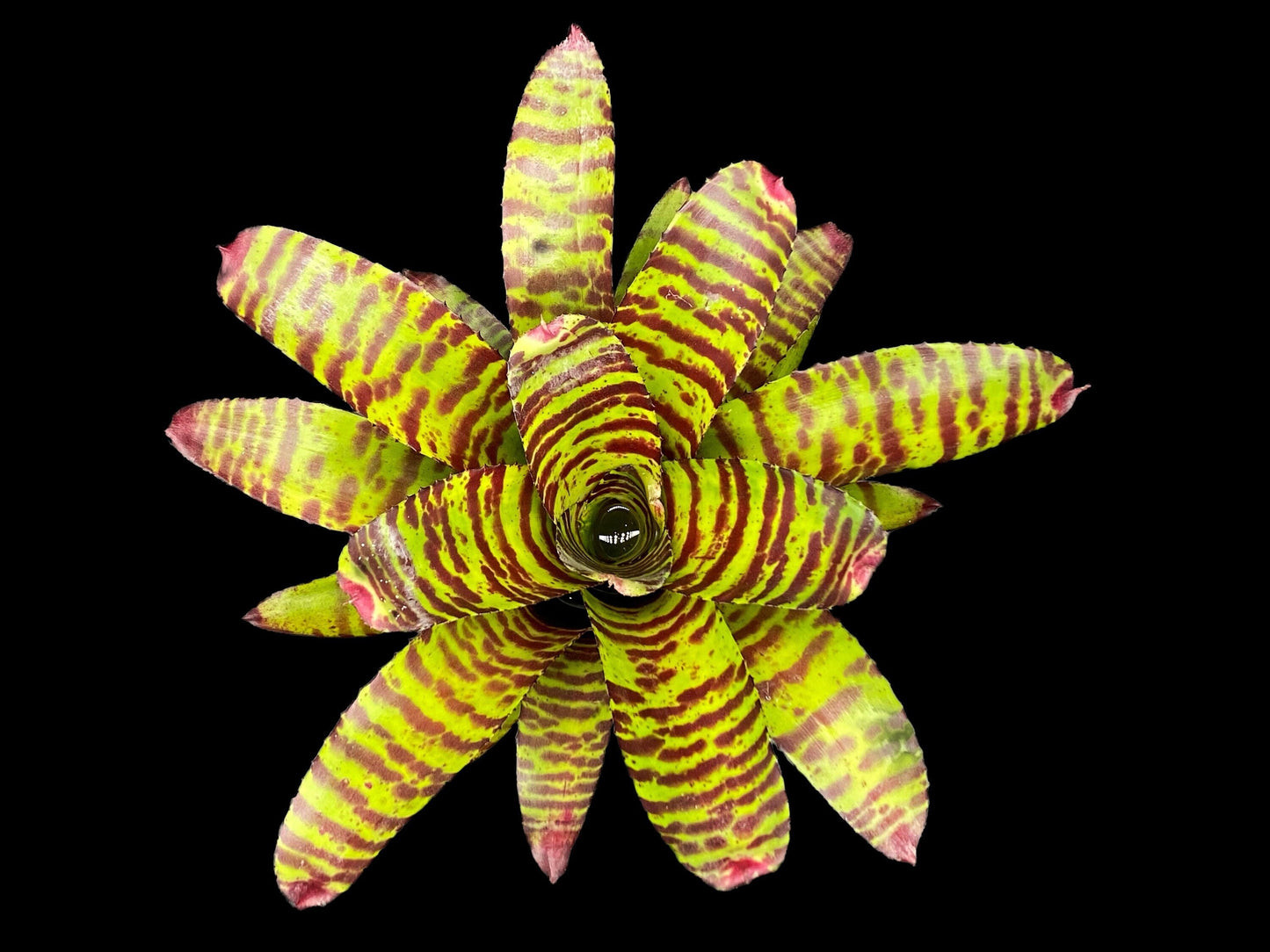 Neoregelia High Voltage