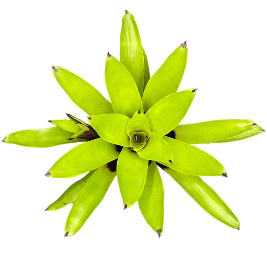 Vriesea Erythrodactylon