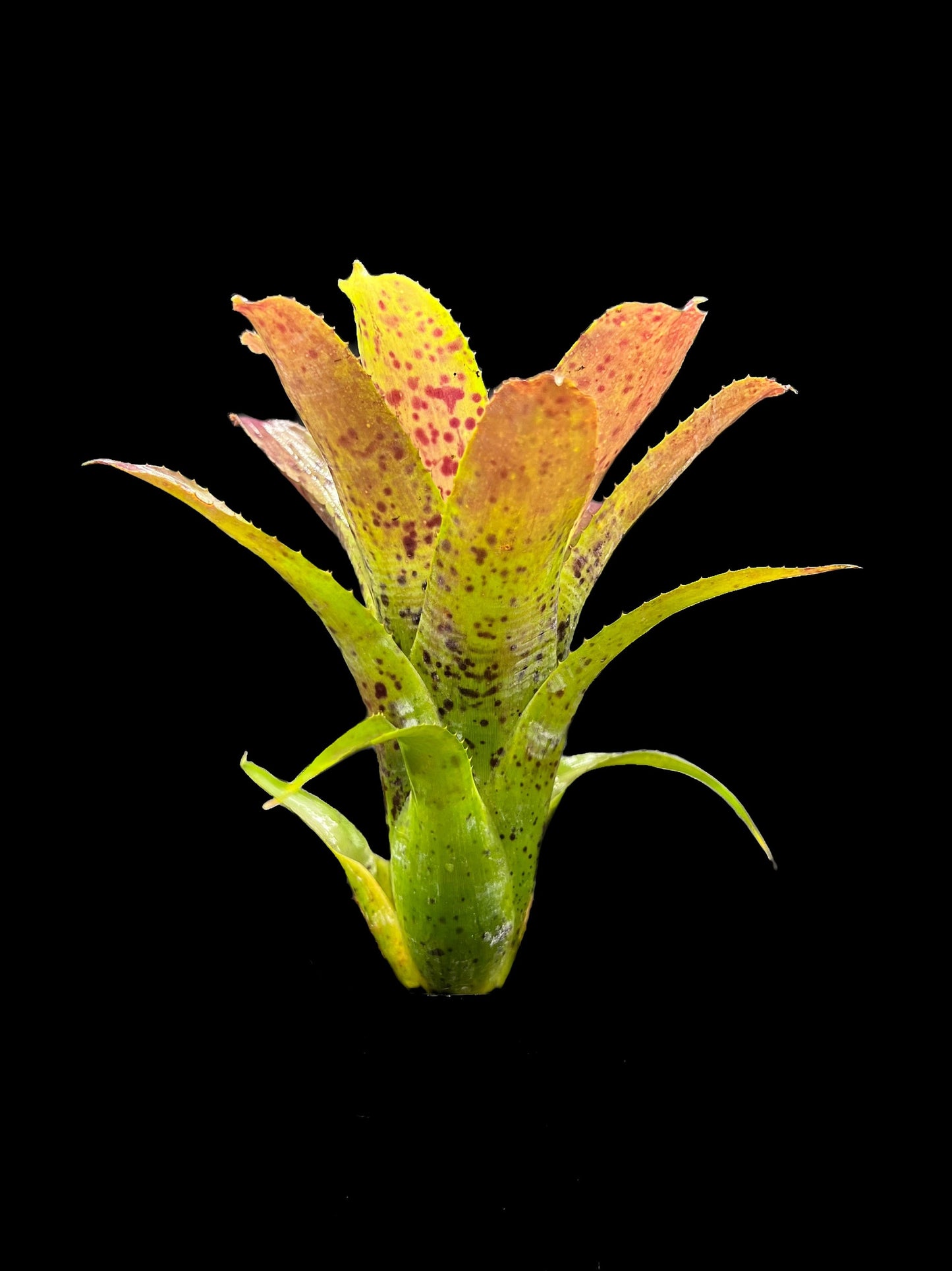 Neoregelia Pauciflora Small Form