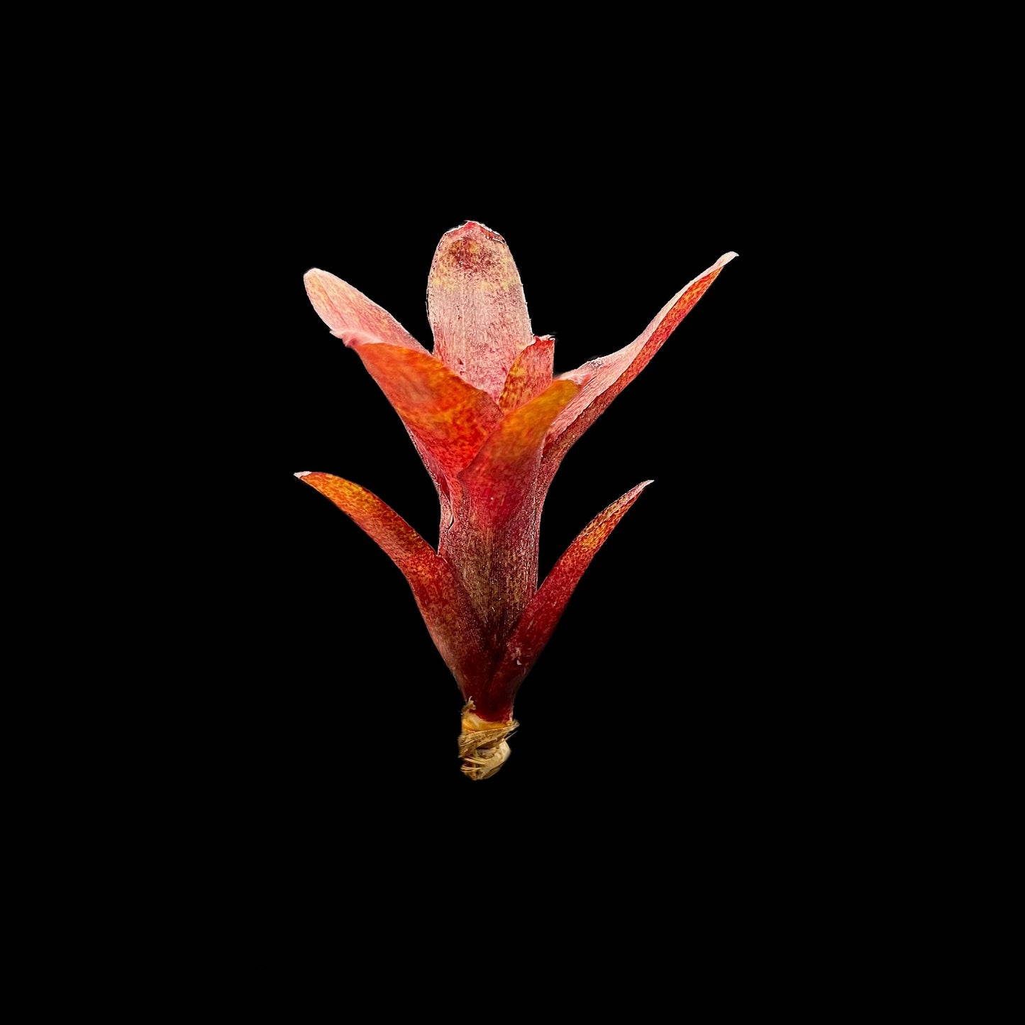 Neoregelia Red Waif