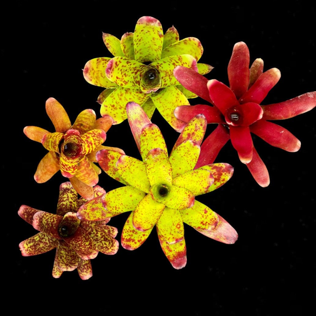 Mature Bromeliad Package *Grower's Choice*