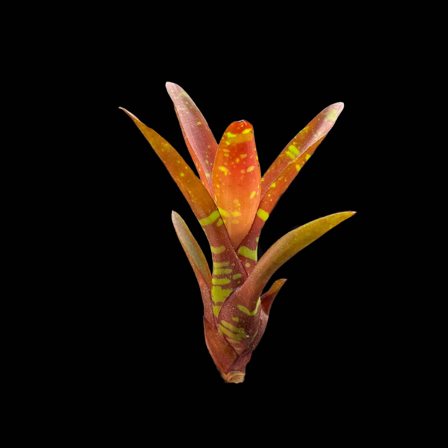 Neoregelia Okapi