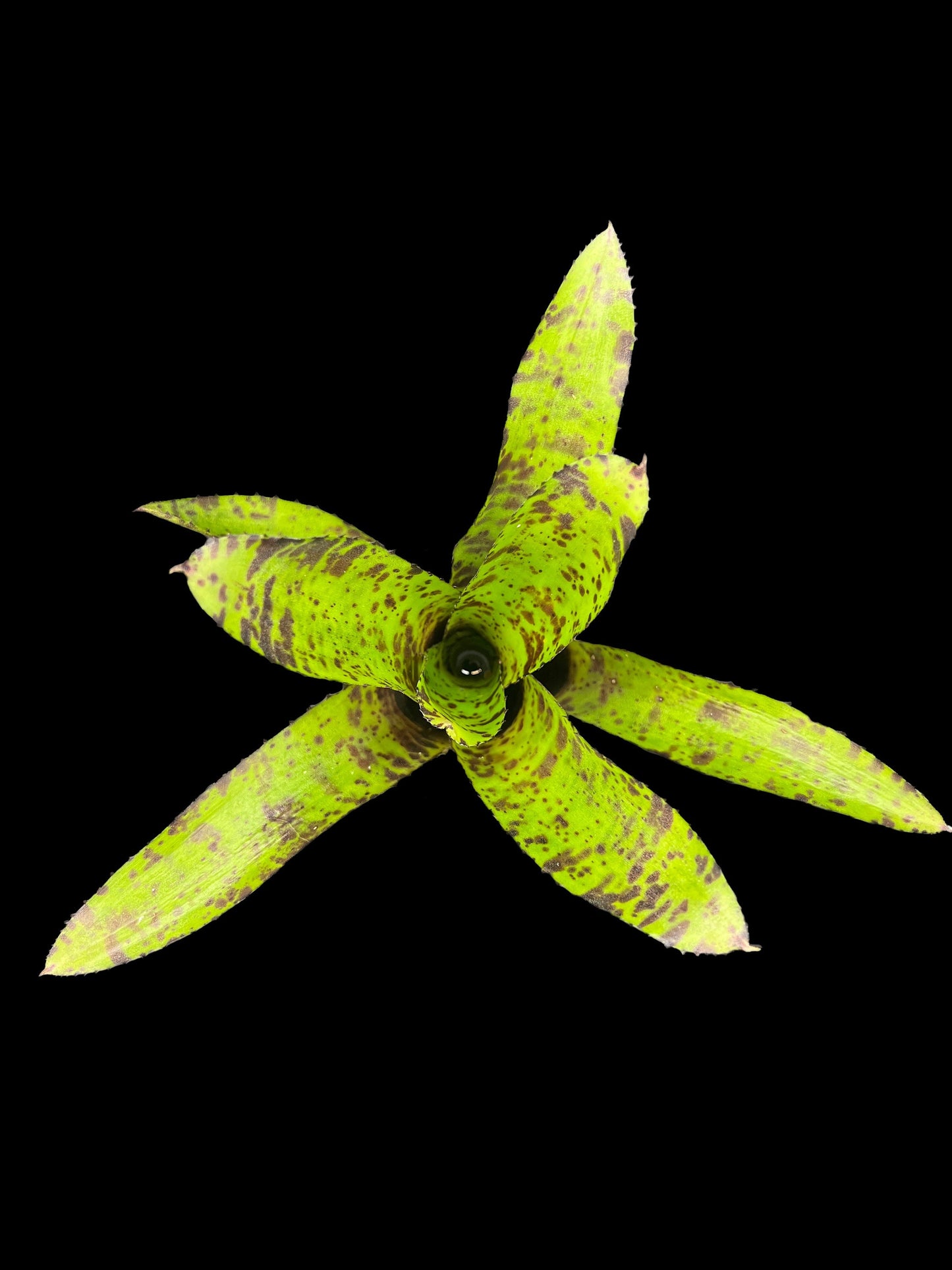 Neoregelia Hot Wire
