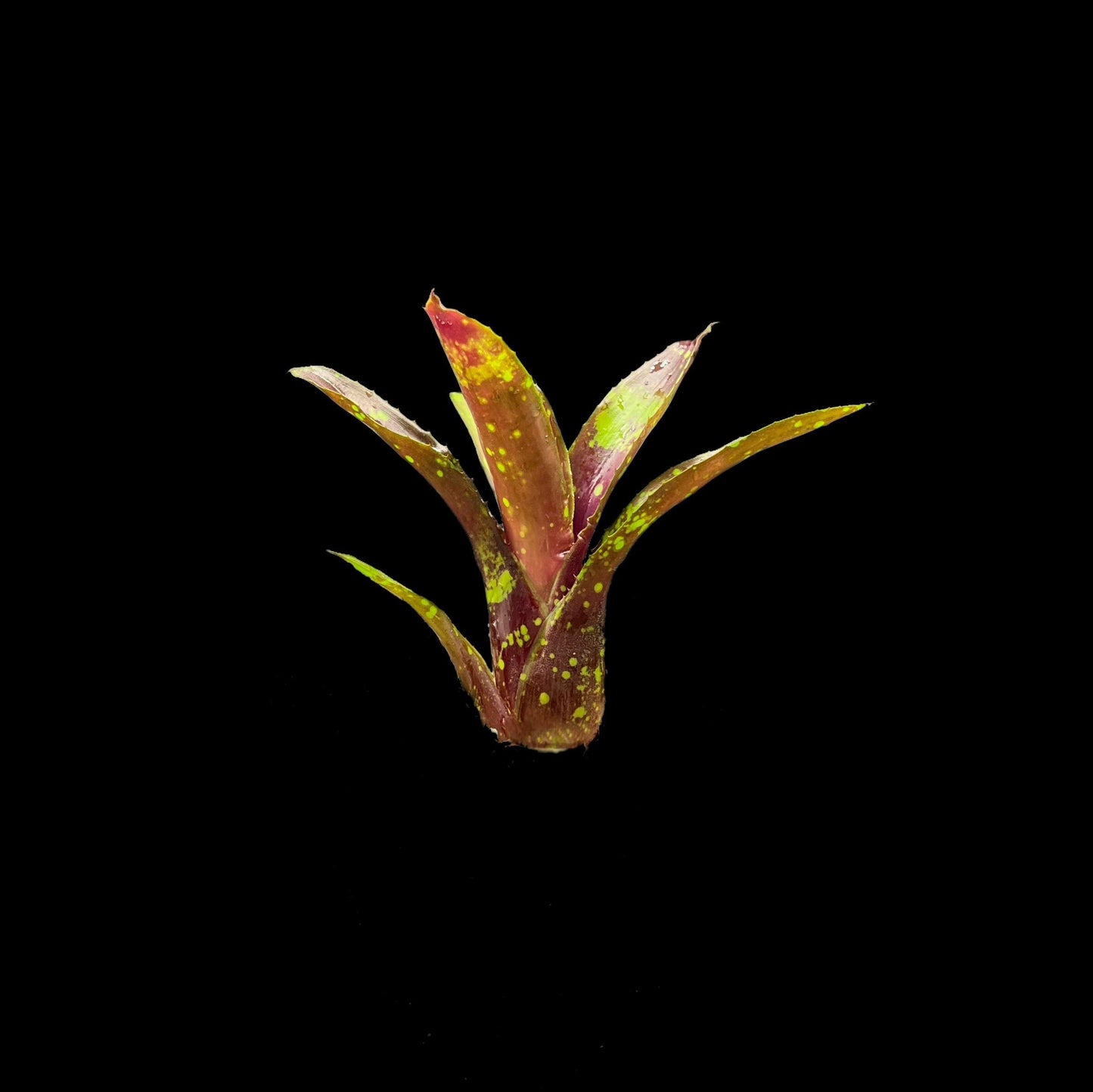 Neoregelia Domino