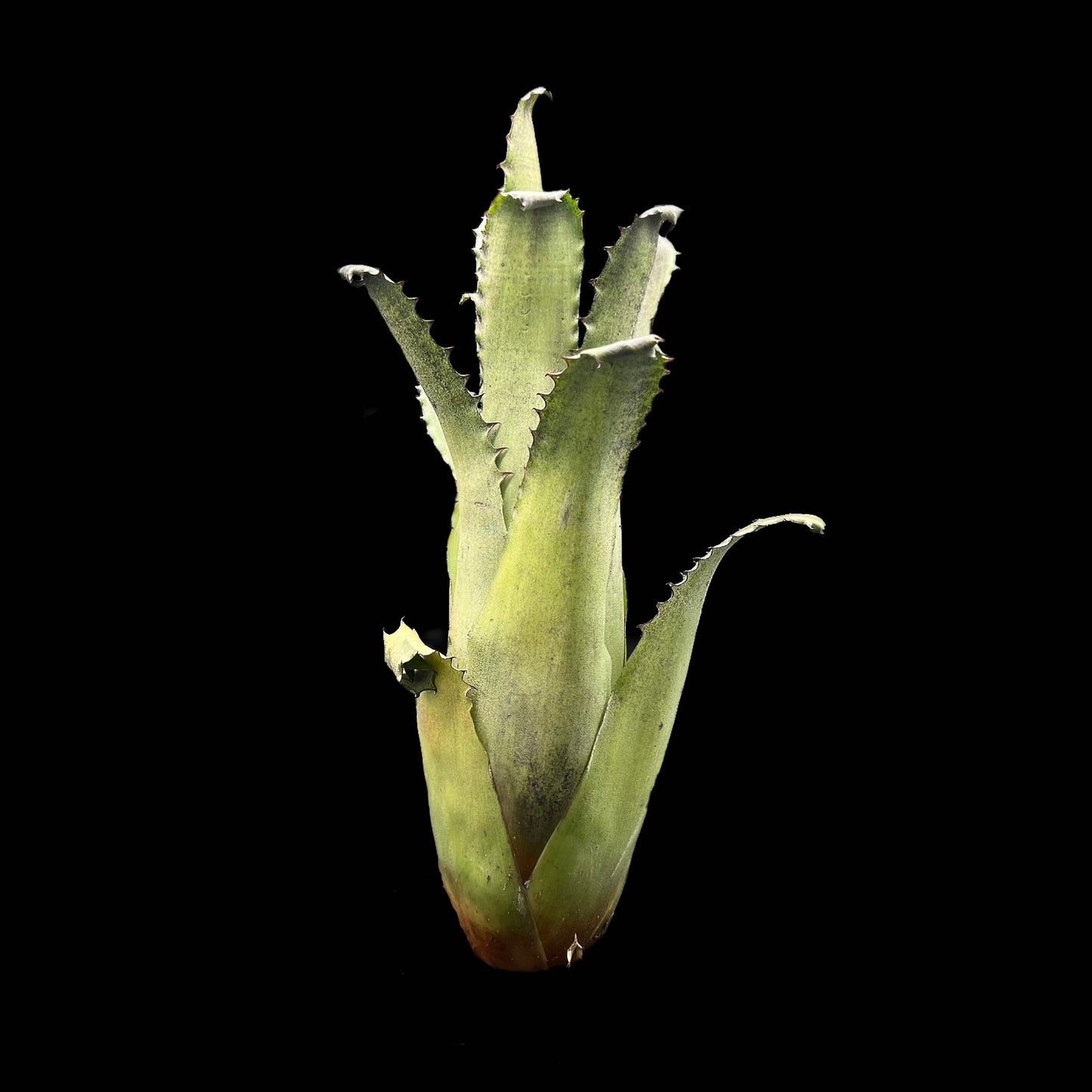 Hohenbergia Edmundoi