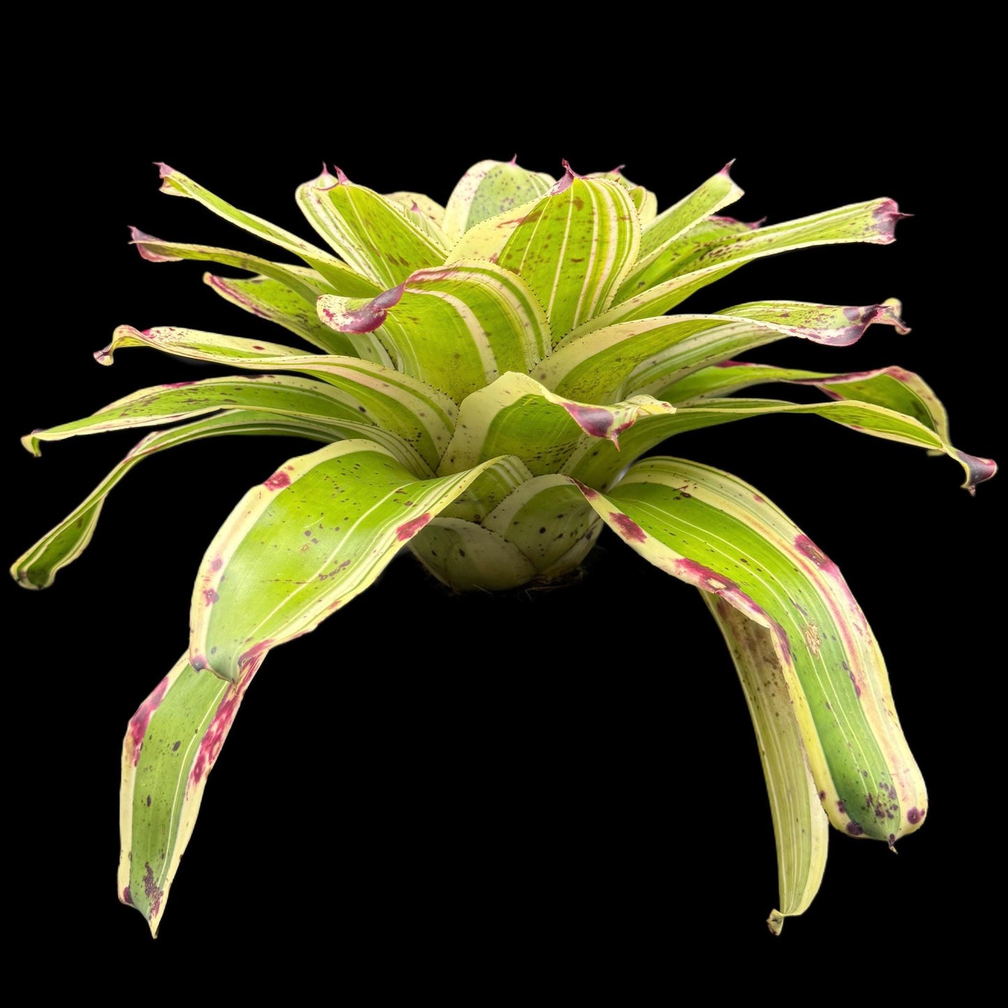 Neoregelia Ink Well