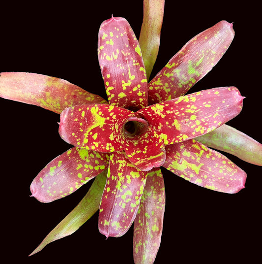 Neoregelia Aztec Fireball