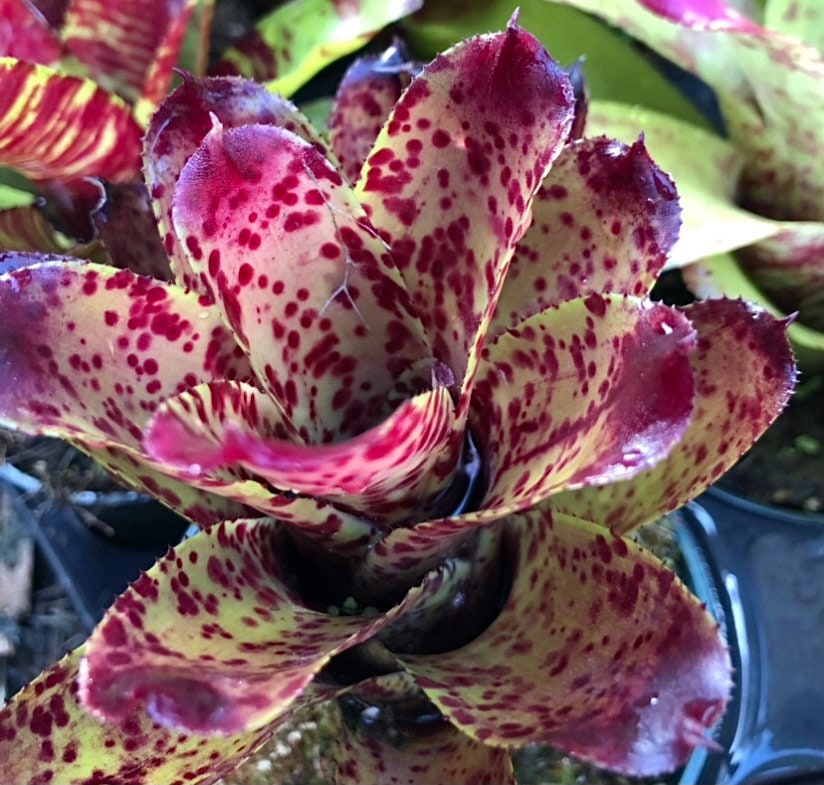 Neoregelia Cheers