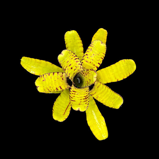 Neoregelia Punctatissima Green