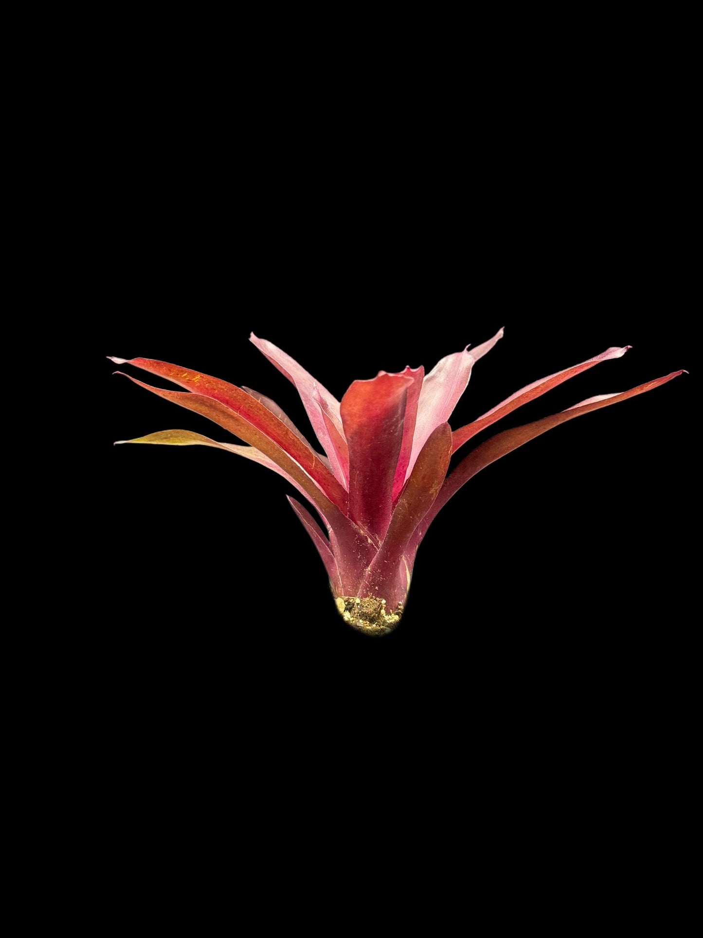 Neoregelia Pauciflora x Granada