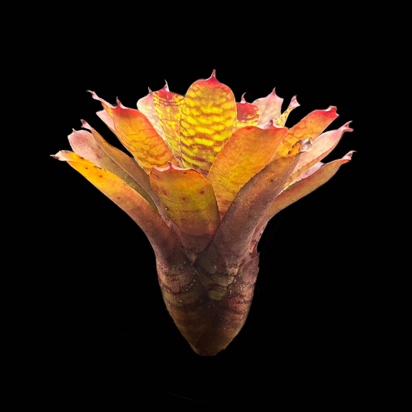 Neoregelia Golden Pheasant