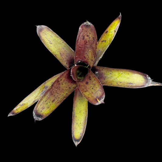 Neoregelia Tar Baby