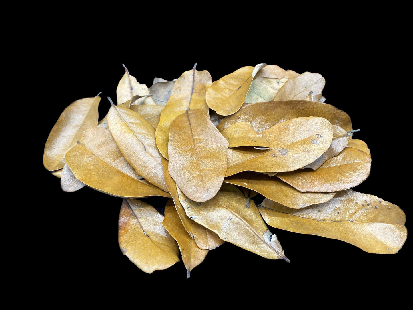 Live Oak Leaf Litter