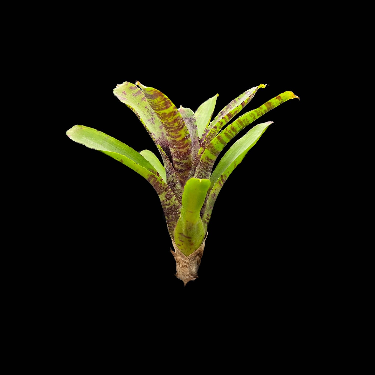 Neoregelia Kit Kat