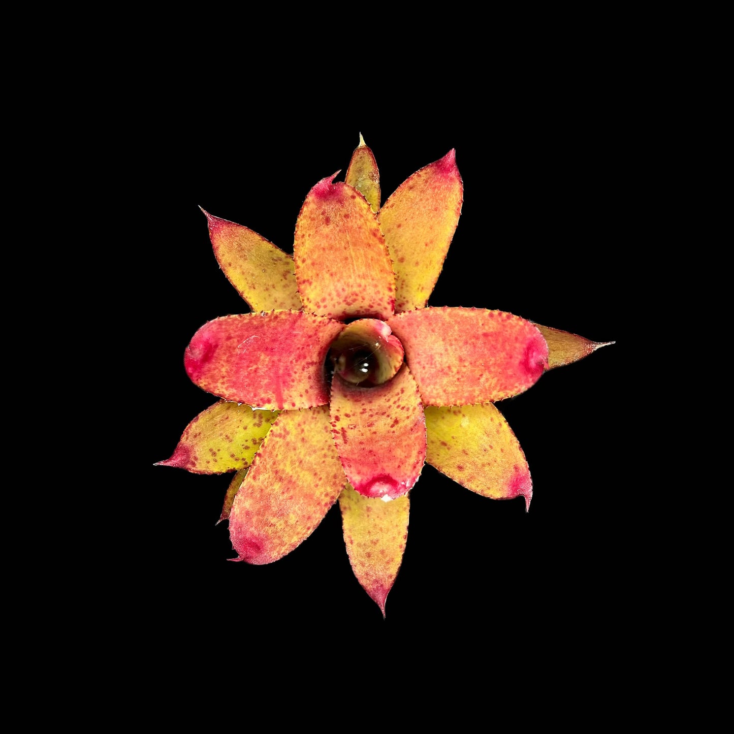 Neoregelia Cyanea