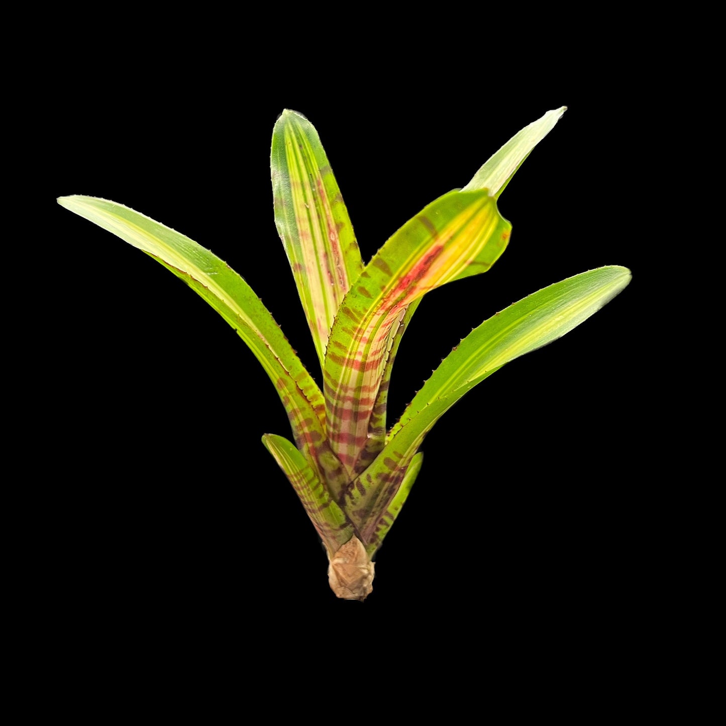 Neoregelia Bold Zebra