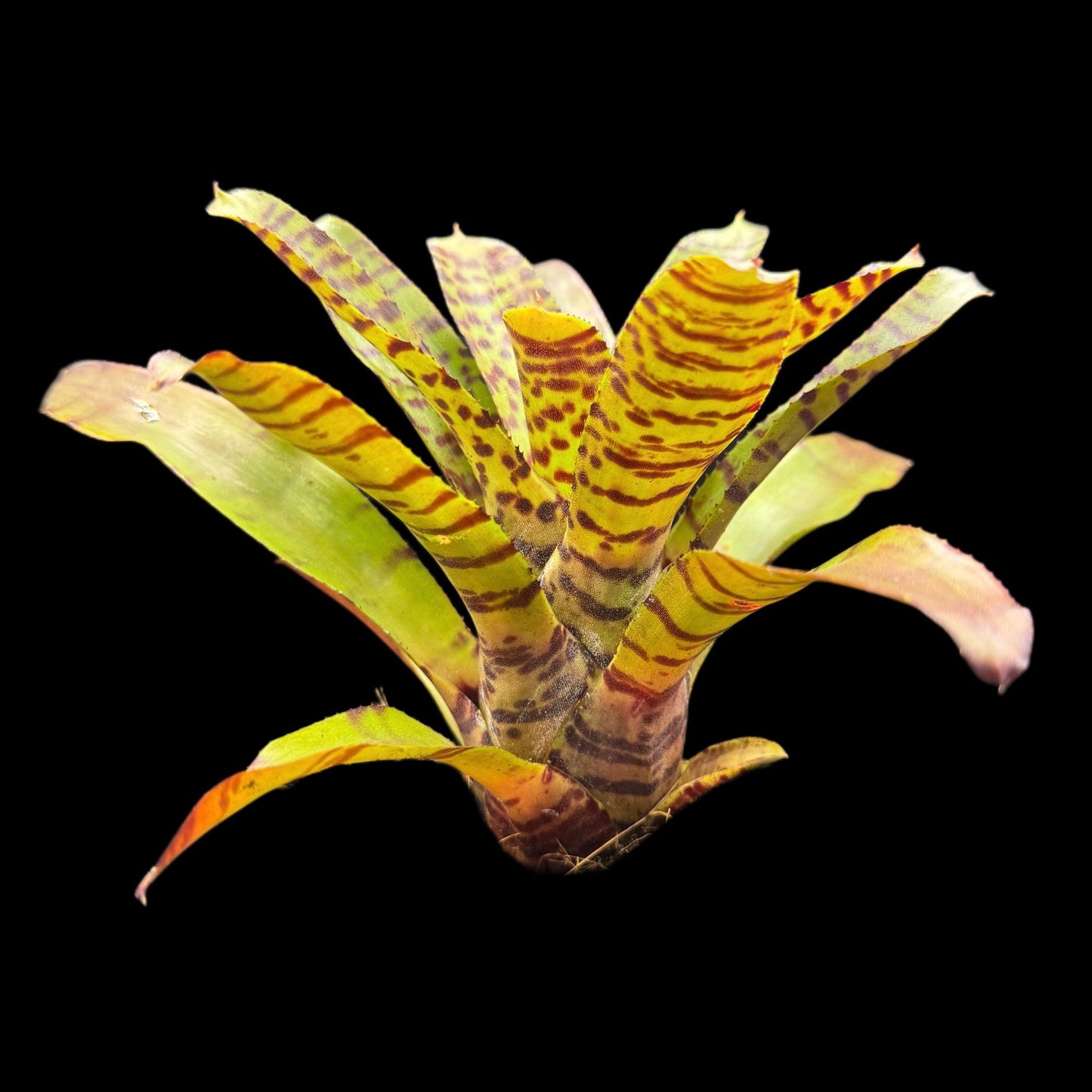 Neoregelia Tic Tac