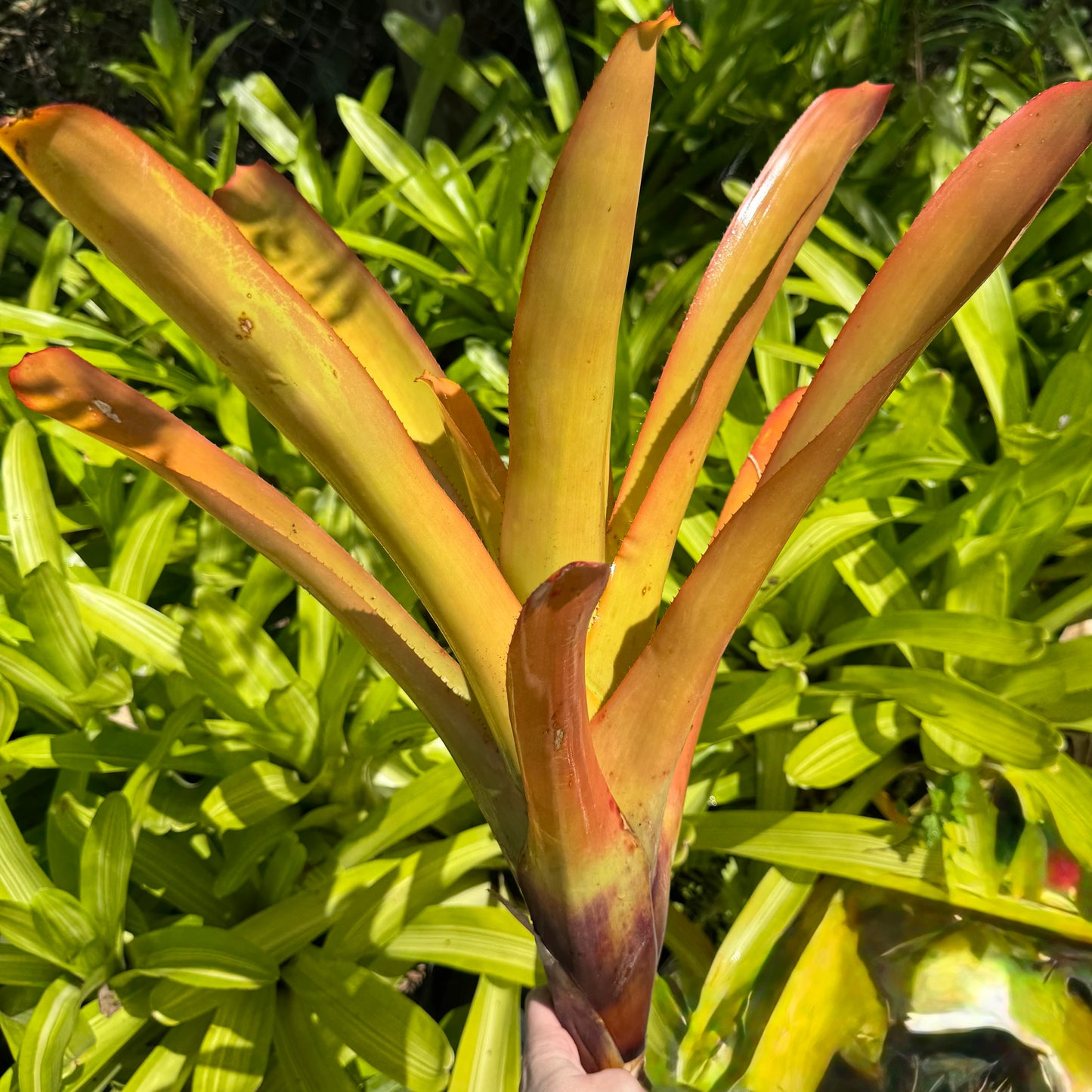 Aechmea Blanchetiana Orange