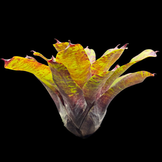 Neoregelia Blueberry Muffin X Smithii
