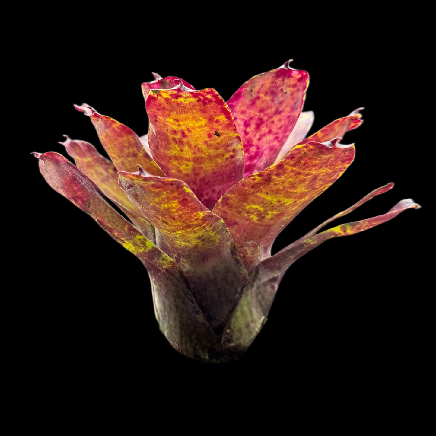 Neoregelia Blueberry Pie