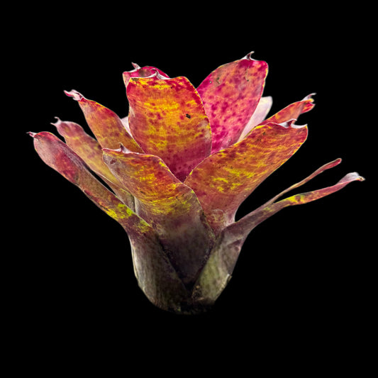 Neoregelia Blueberry Pie