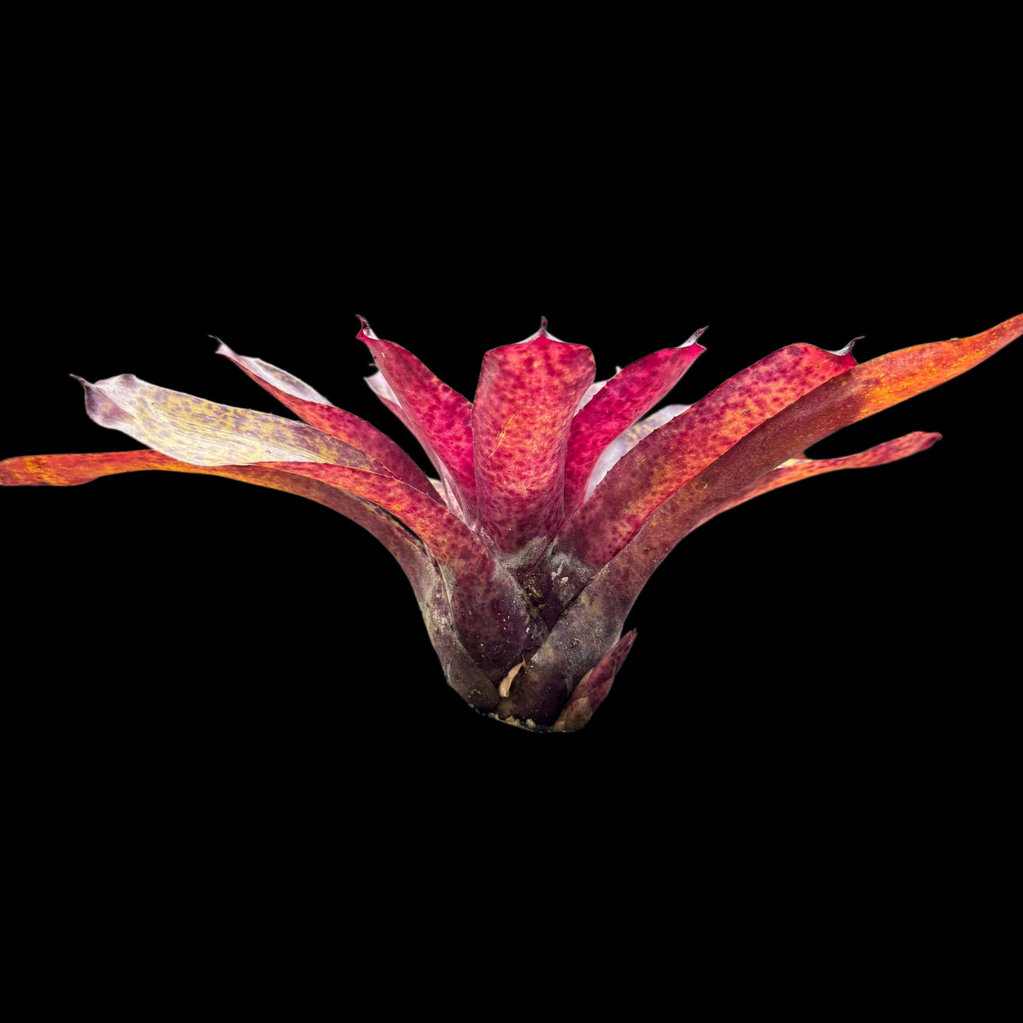 Neoregelia Blueberry Tart