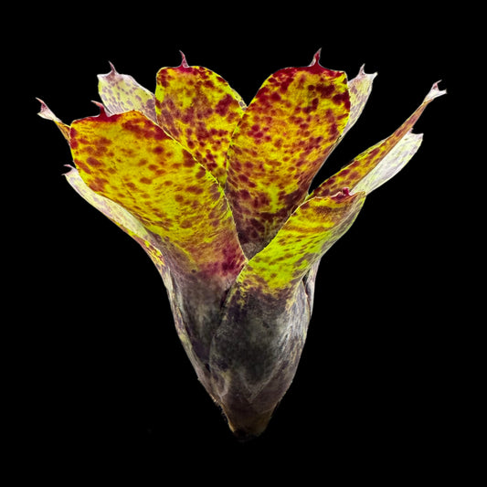 Neoregelia Caviar