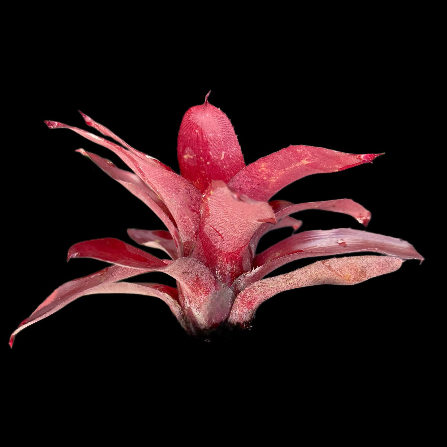 Neoregelia Cyanea X Gazpacho