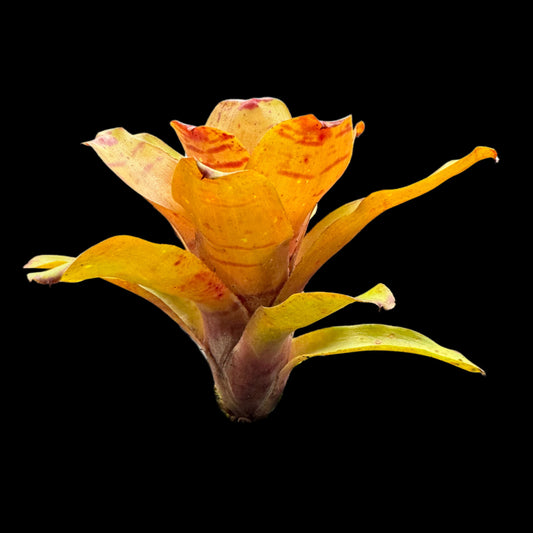 Neoregelia Dulce De Leche