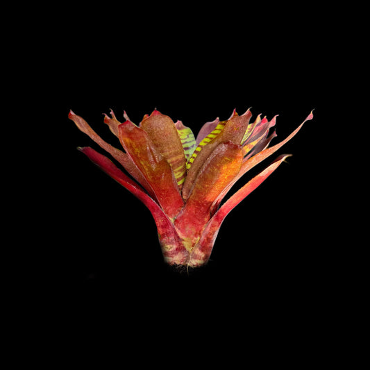 Neoregelia Fever Pitch