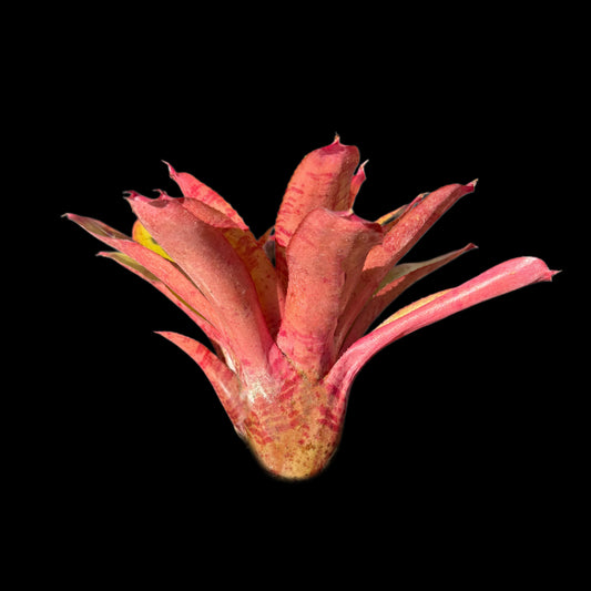 Neoregelia Focus
