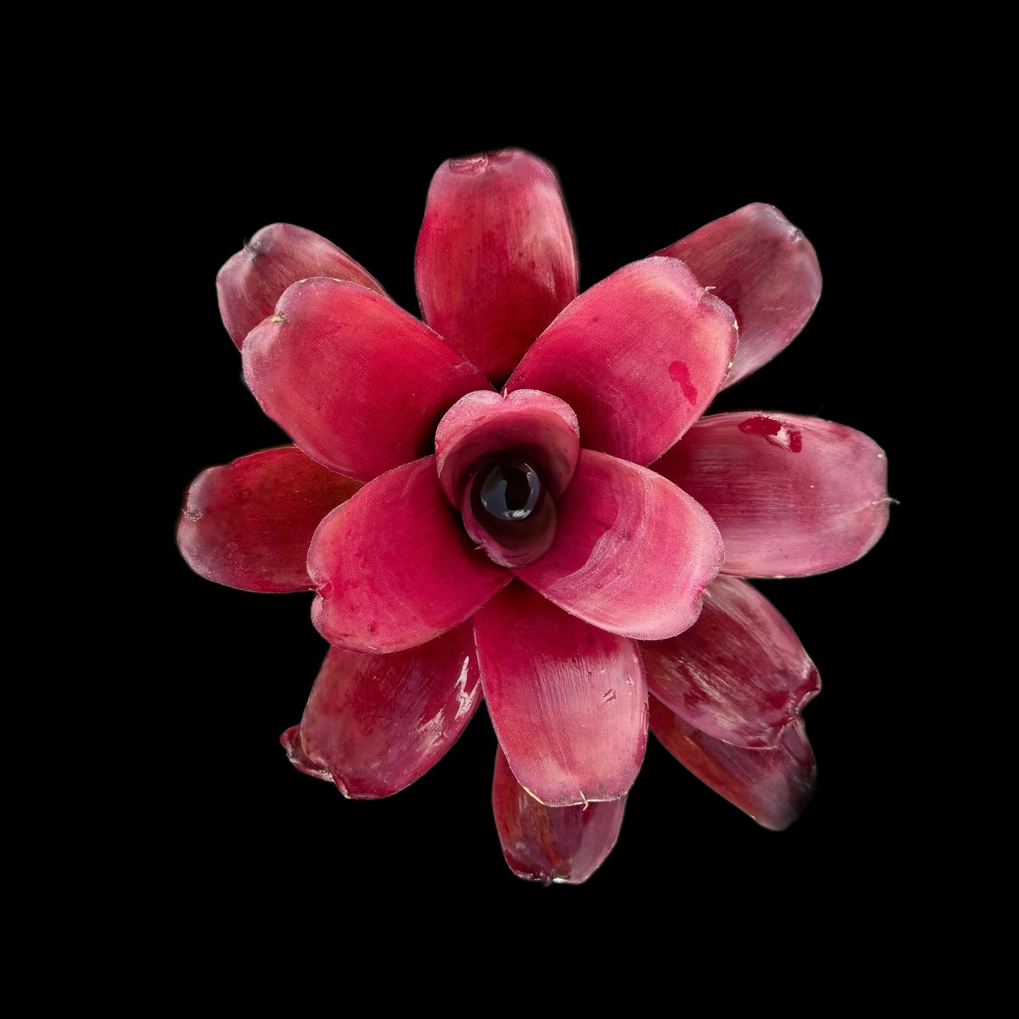 Neoregelia Grapevine