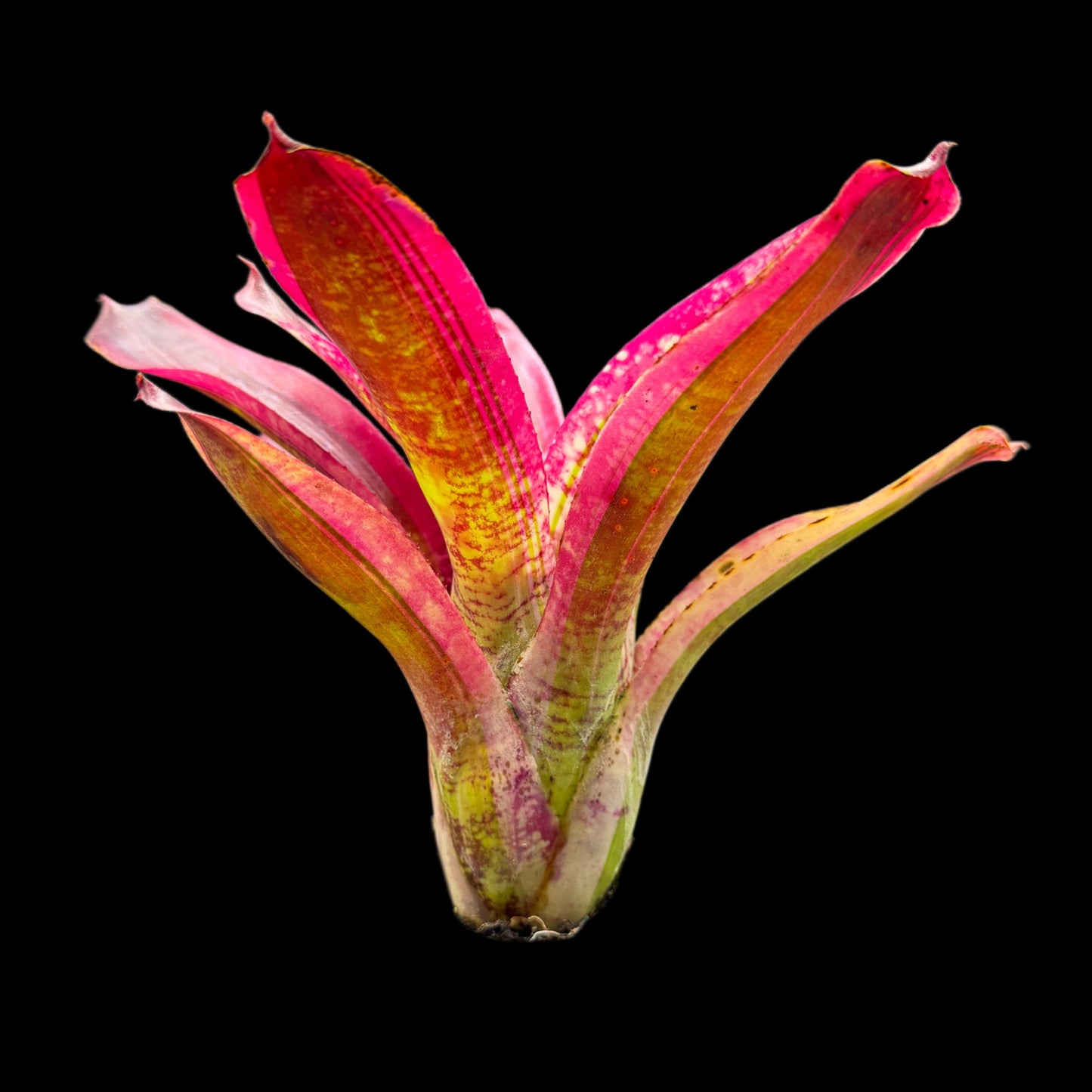 Neoregelia Jabberwock