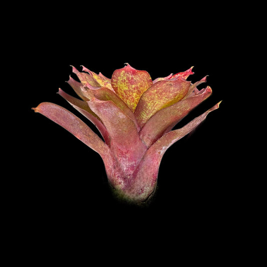 Neoregelia Janet Sue
