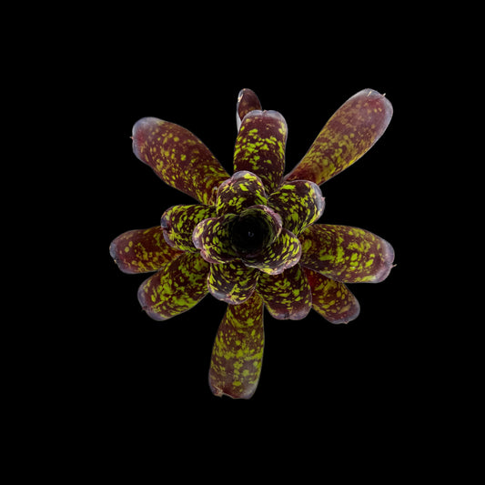 Neoregelia Krampus