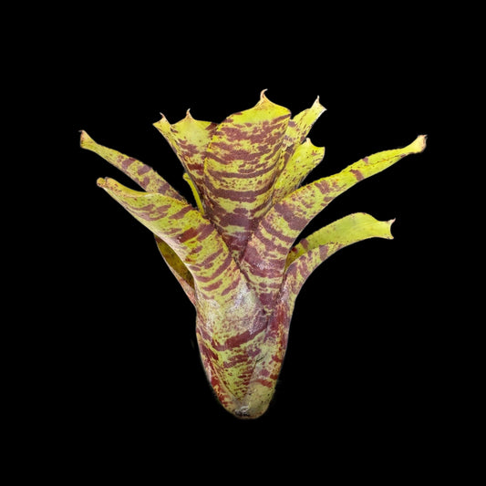 Neoregelia Wee Willy