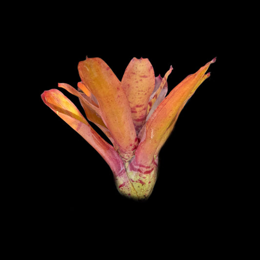 Neoregelia Life Force
