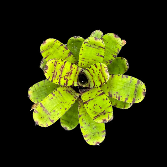 Neoregelia Tid Bit