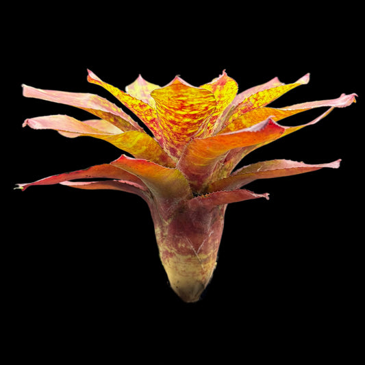 Neoregelia Turmoil