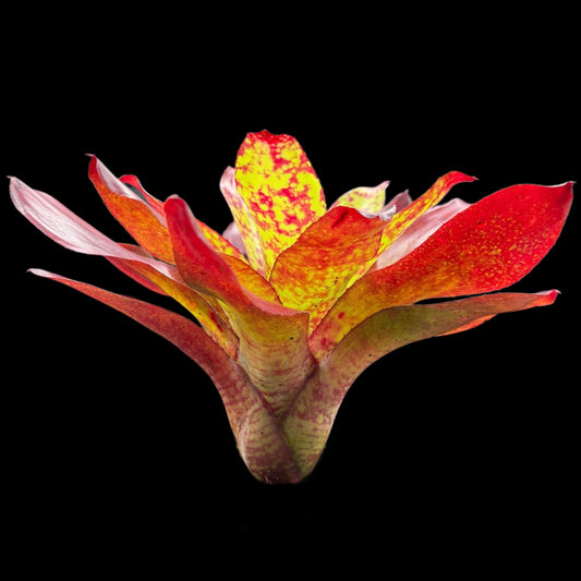 Neoregelia Winnie the Pooh