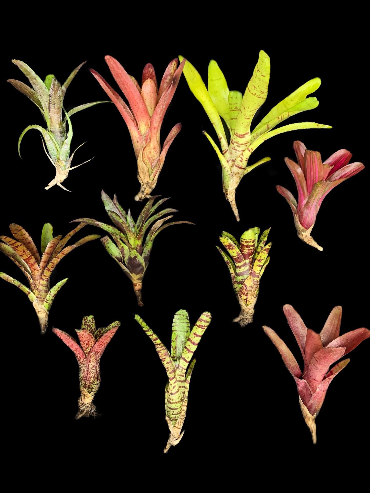 Offset Bromeliad Package *Grower's Choice*