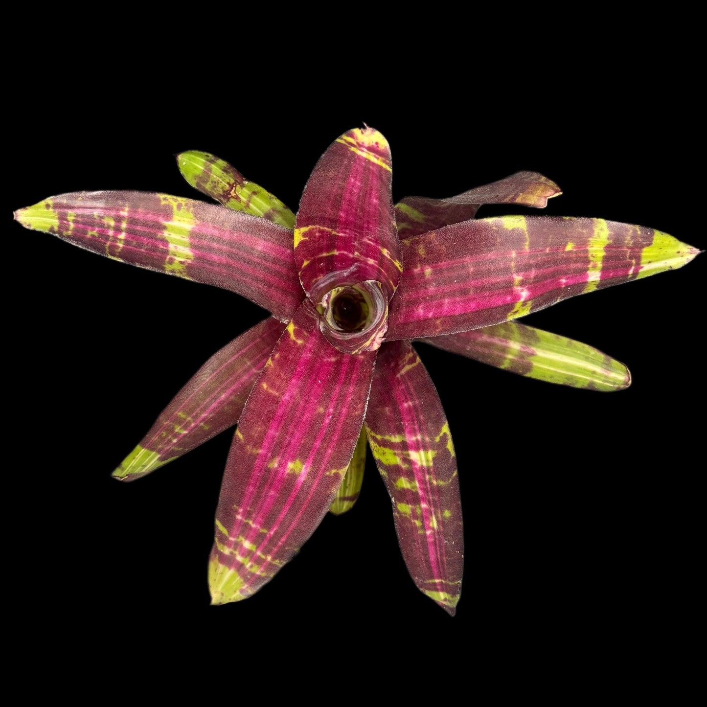 Neoregelia Voodini