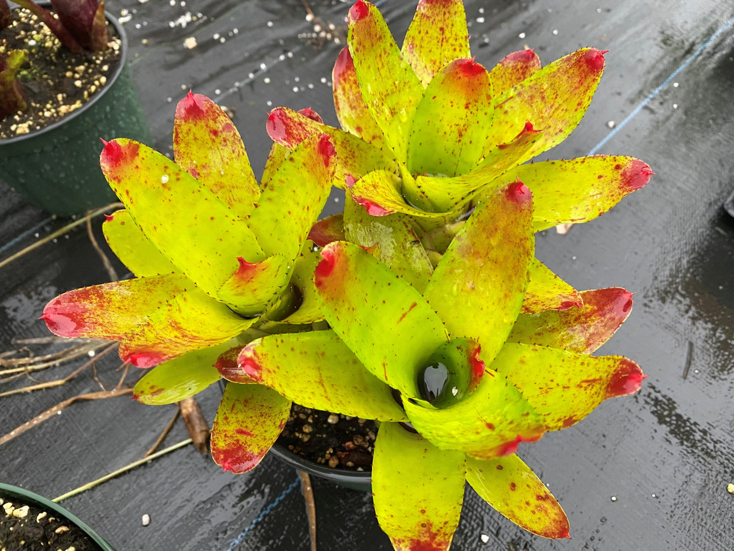 Neoregelia Indecora