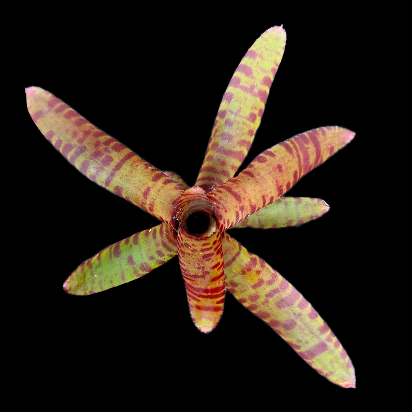 Neoregelia Bam