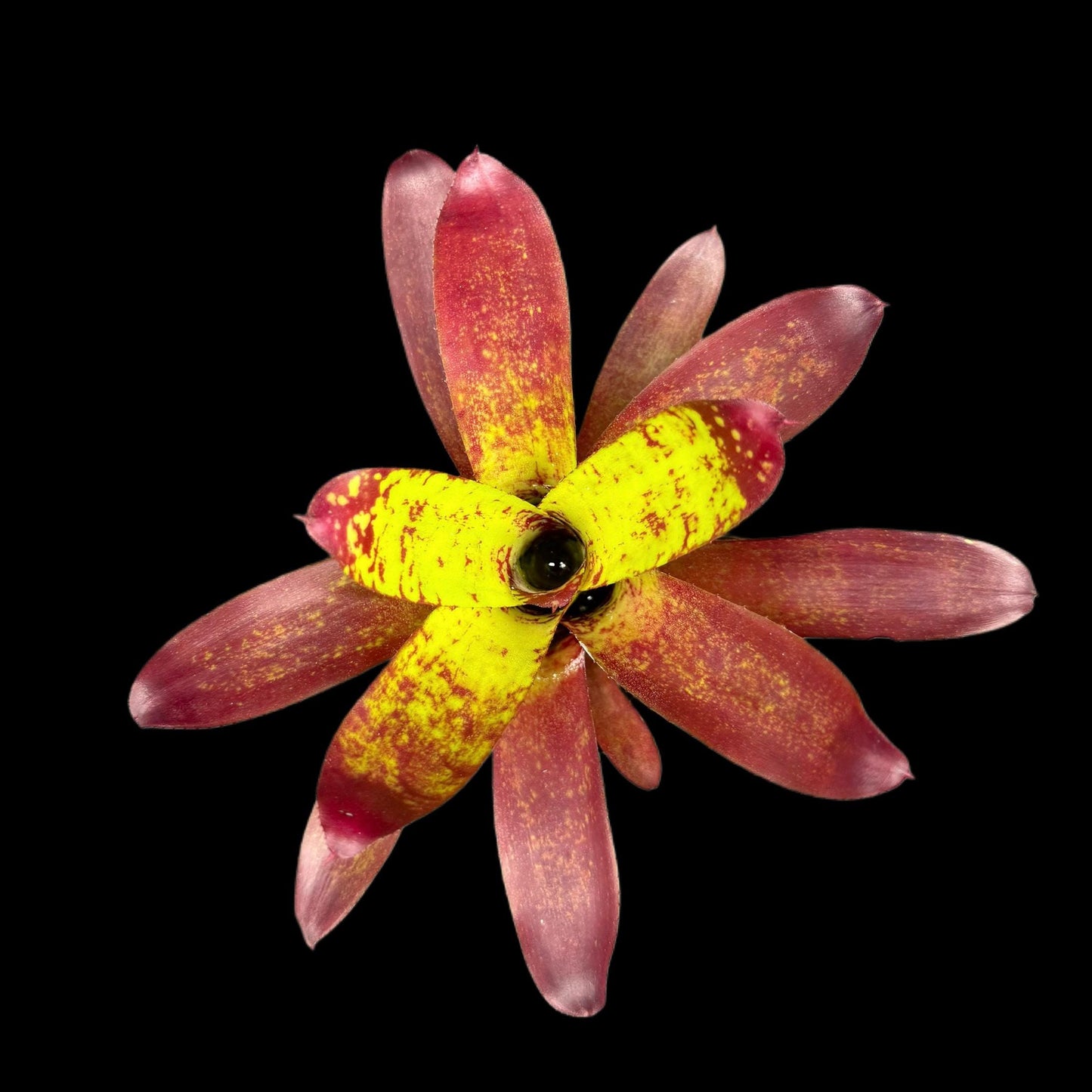 Neoregelia Animal Crackers