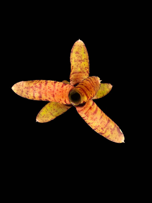 Neorgelia Ed Prince Offset