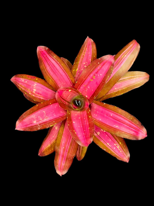 Neoregelia First Prize