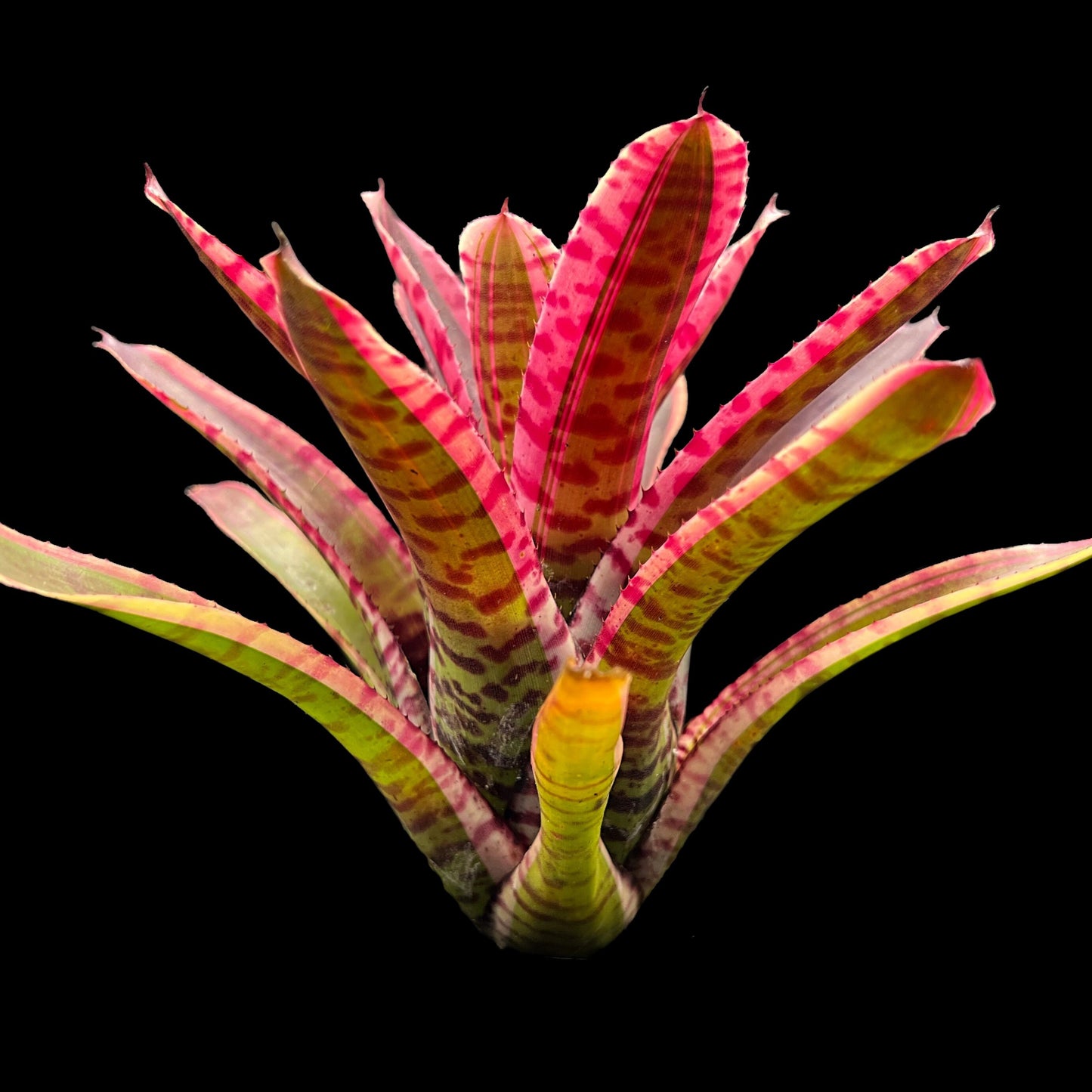 Neoregelia Blushing Zebra