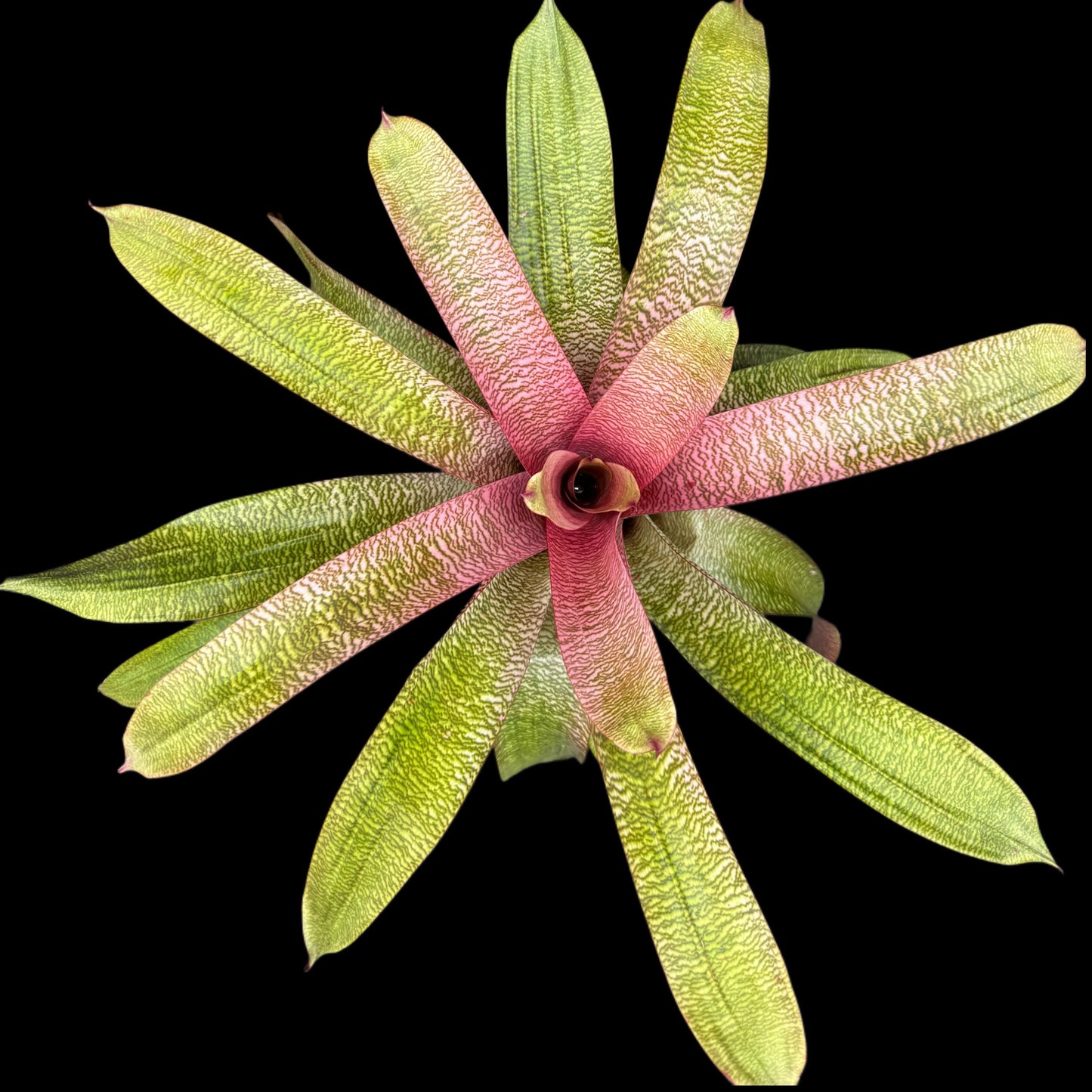 Vriesea Sherlette Shiigi